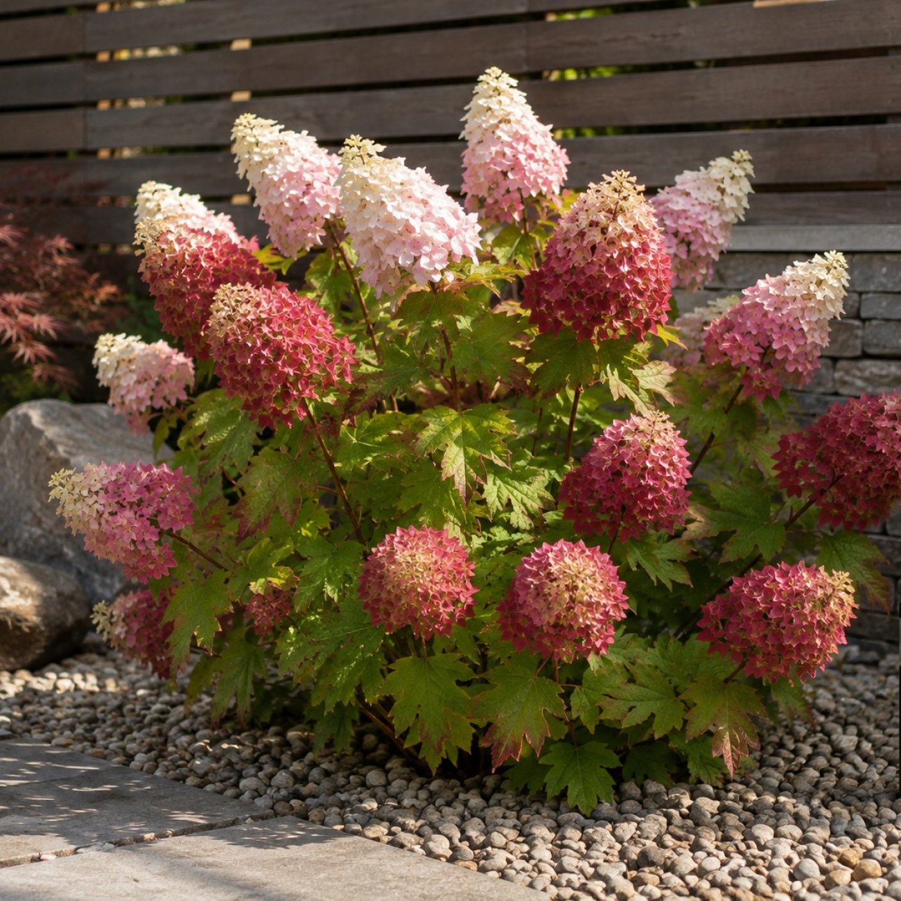 Obrázok Hortenzia dubolistá (Hydrangea quercifolia) ‘RUBY SLIPPERS’ - výška 20-30 cm, kont. C2L